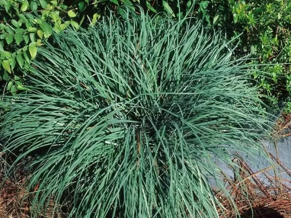 carex flacca laiche glauque