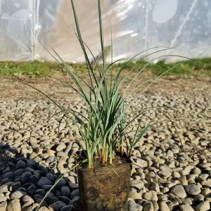 carex panicea laiche millet