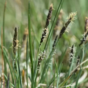carex panicea laiche millet