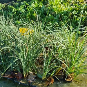 carex panicea laiche millet