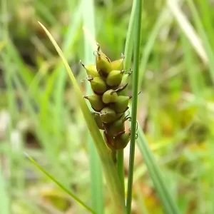 carex panicea laiche millet