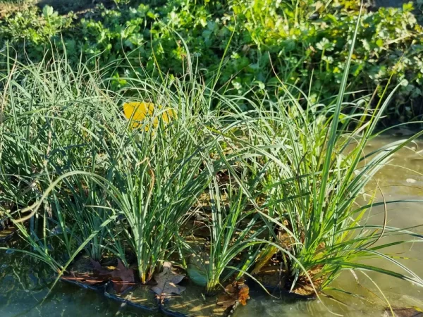 carex panicea laiche millet