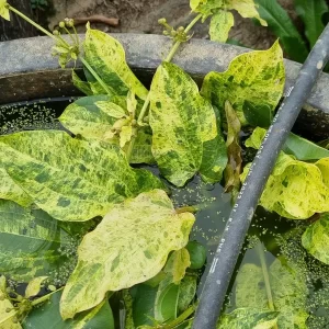 echinodorus variegatus