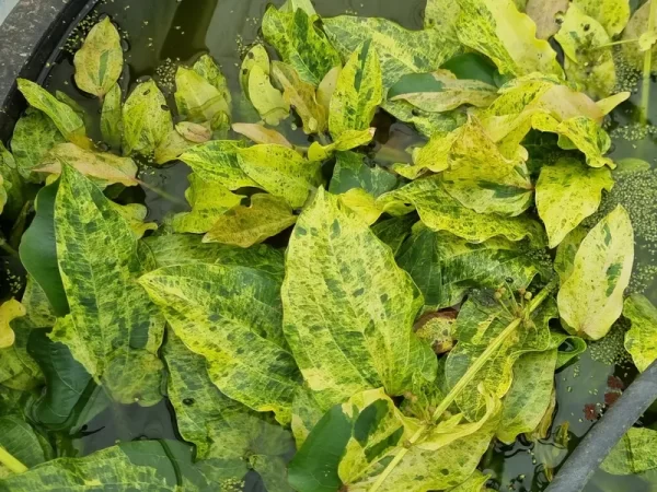 echinodorus variegatus