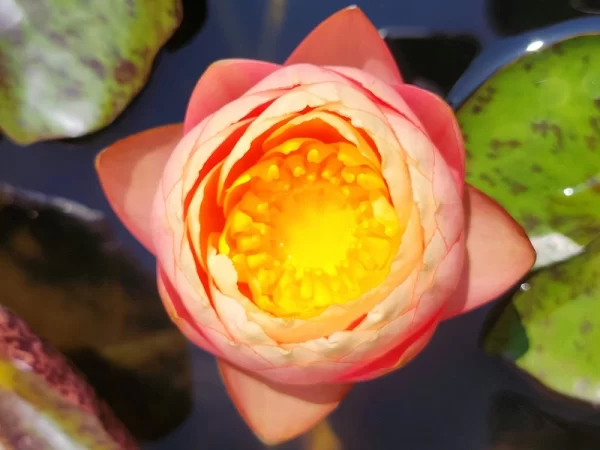 nymphaea golden goblet