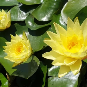 nymphaea golden plate