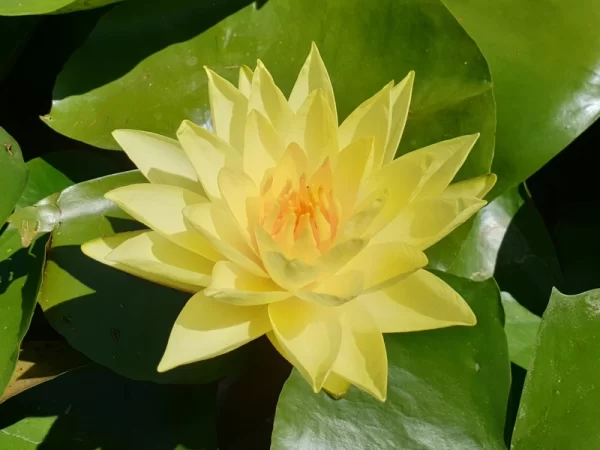 nymphaea golden plate