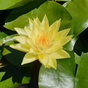 nymphaea golden plate