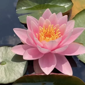 nymphaea martha