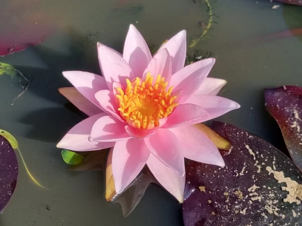 nymphaea millenium pink