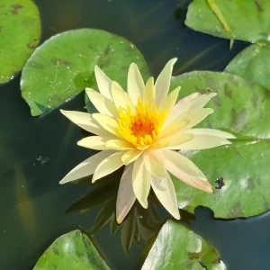 nymphaea monsella