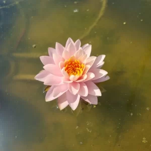 nymphaea orange taiwan