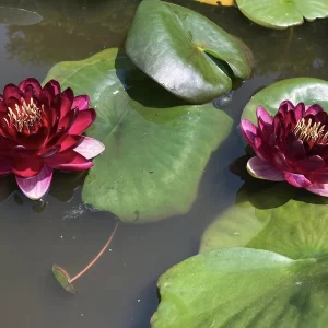 nymphaea perry's deepest red