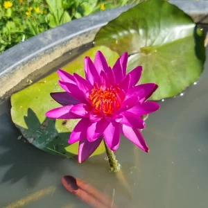 Nénuphar Nymphaea Thailand Purple