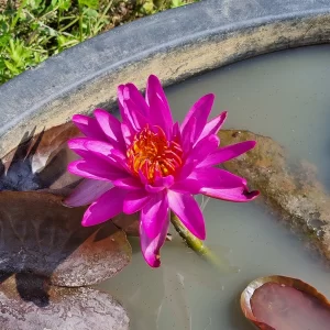 Nénuphar Nymphaea Thailand Purple