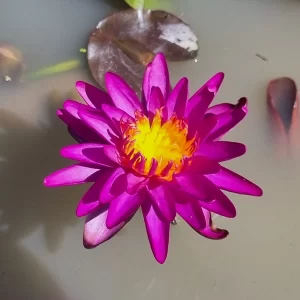 Nénuphar Nymphaea Thailand Purple