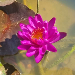Nénuphar Nymphaea Thailand Purple