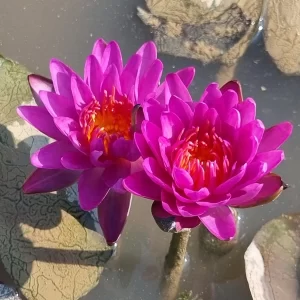 Nénuphar Nymphaea Thailand Purple