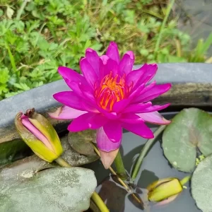 Nénuphar Nymphaea Thailand Purple