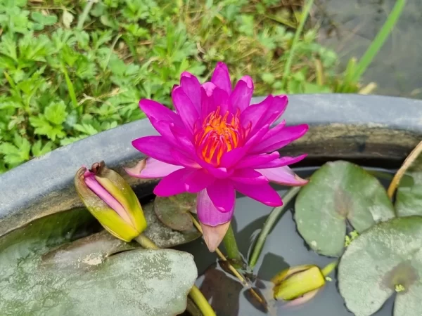 Nénuphar Nymphaea Thailand Purple