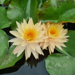 nymphaea tummaruksa
