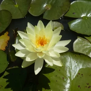 nymphaea yellow sensation