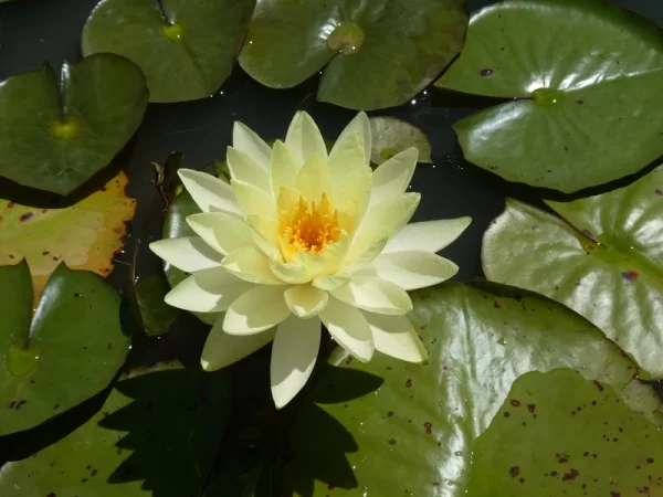 nymphaea yellow sensation