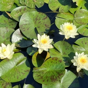 nymphaea yolta