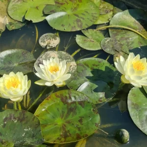 nymphaea yolta