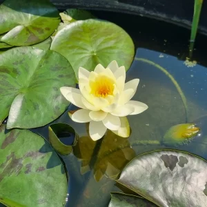 nymphaea yolta