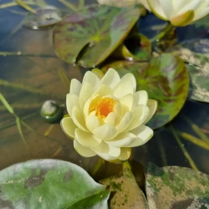 nymphaea yolta