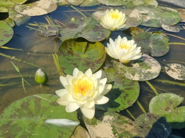 nymphaea yolta