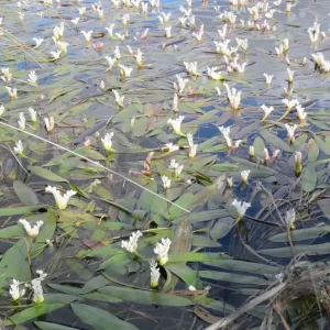 Aponogeton distachyos
