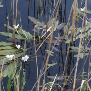 Aponogeton distachyos