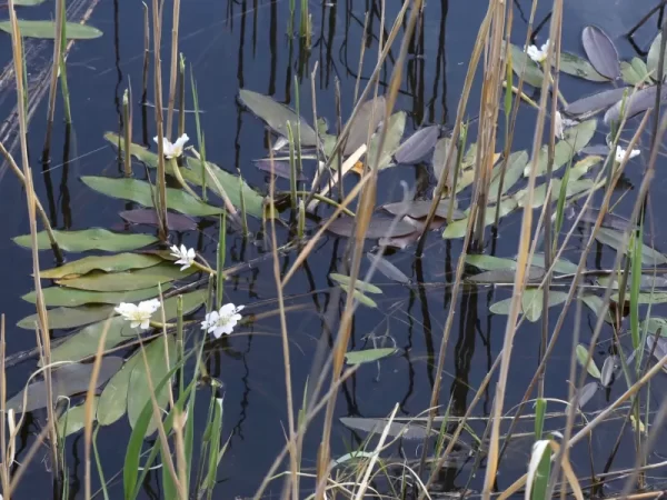 Aponogeton distachyos