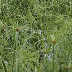 cyperus giganteus papyrus géant