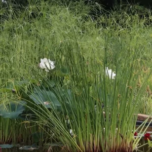cyperus giganteus papyrus géant