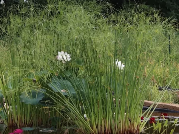 cyperus giganteus papyrus géant