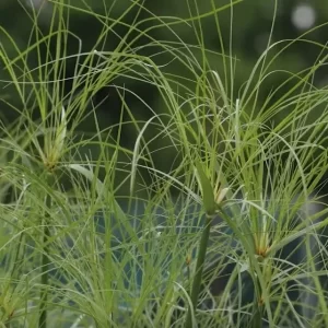 cyperus giganteus papyrus géant