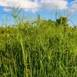 cyperus giganteus papyrus géant