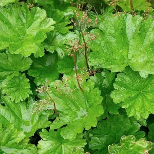 darmera peltata