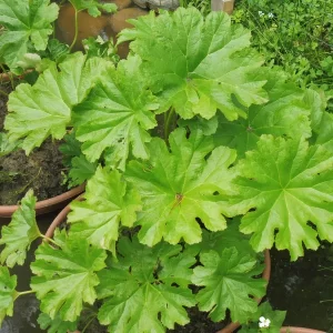 darmera peltata