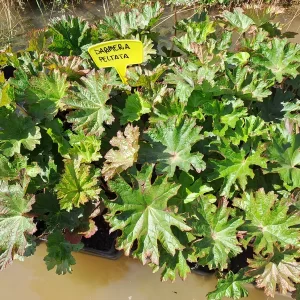 darmera peltata