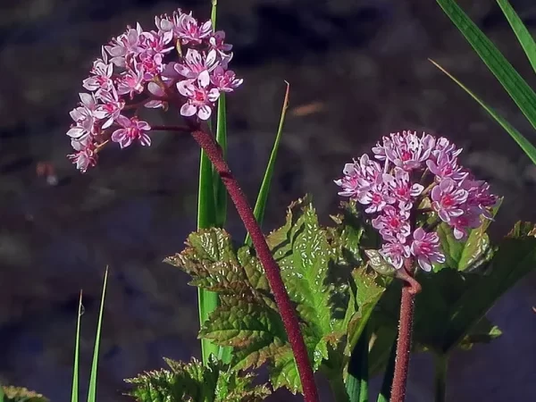 darmera peltata
