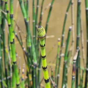 equisetum hyemale
