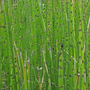 equisetum hyemale