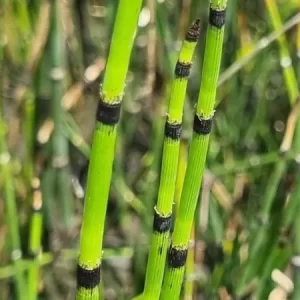 equisetum hyemale
