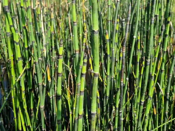 equisetum hyemale