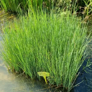 typha minima