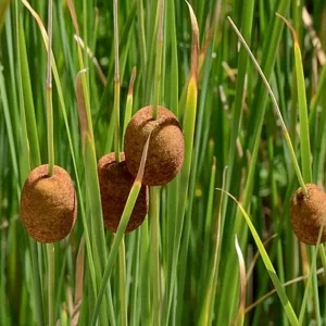 typha minima
